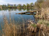 Schilf und toter Baumstamm im Uferbereich des Floriansee
